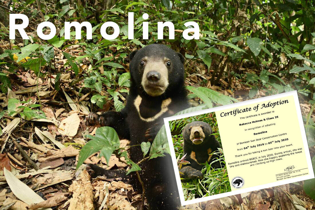 Year 2 adopts a Sunbear!